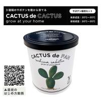 【A.ウチワサボテン】カクタスdeカクタス