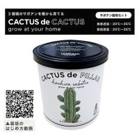 【C.柱サボテン】カクタスdeカクタス