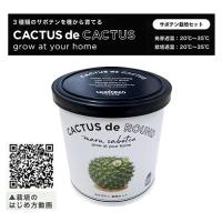 【B.丸サボテン】カクタスdeカクタス