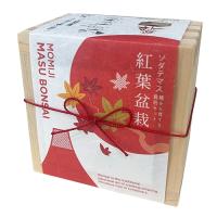 【B.もみじ】ソダテマス盆栽栽培セット
