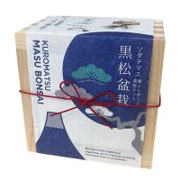 【A.黒松】ソダテマス盆栽栽培セット